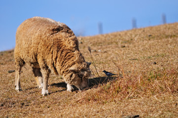 羊と小鳥