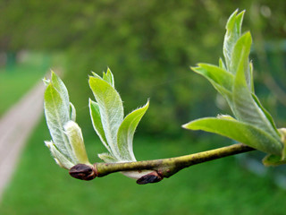 A Touch of Spring