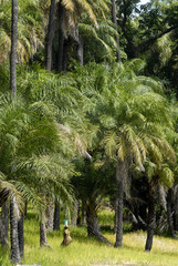 Elaeis guineensis forest in senegal