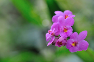 Fototapeta premium 蘭の花