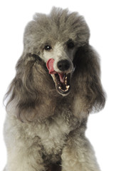 portrait d'un caniche gris de face et se pourléchant