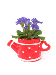 Primula in decorative pot