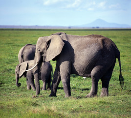 Elefant_115781