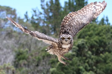 Eagle Owl in Flight