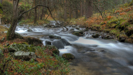 Rio y bosque