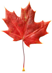 Fallen maple leaf isolated on white
