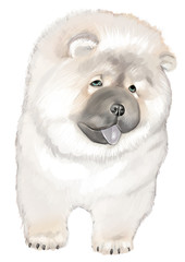 super cute chow chow dog