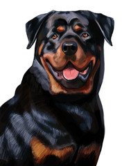 Rottweiler