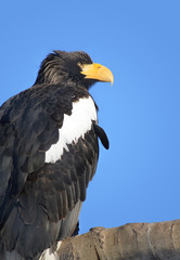 Steller's Sea Eagle (Haliaeetus pelagicus)