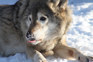 Fototapeta premium Wolf Winter Portrait