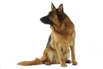 berger allemand assis de face à l'allure soumise