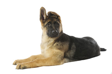 berger allemand en croissance allongé de profil