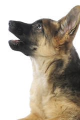 portrait de profil d'un berger allemand en position d'attente