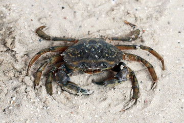 Krebs im Sand - Aufsicht