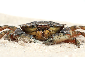 Krebs im Sand - Ansicht