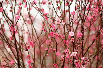 peach blossom