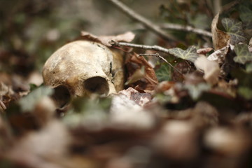 skull laying in the brush in a forest