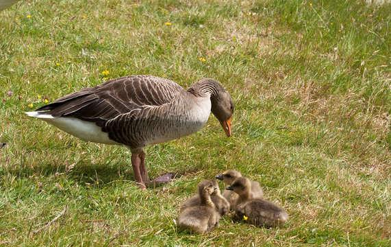 Greylag goose mother counting her family