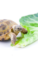 turtle on a white background