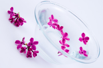 Lilac and a bowl of water