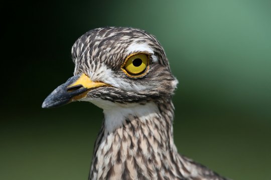 Thicknee or Dikkop Bird