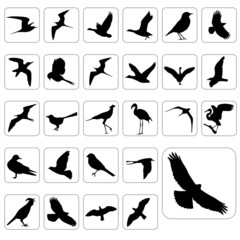 big set of birds vector