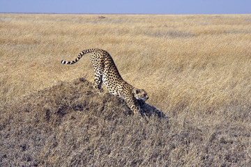 Gepard in glühender Mittagshitze © UbjsP