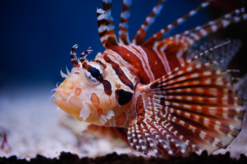 Lionfish