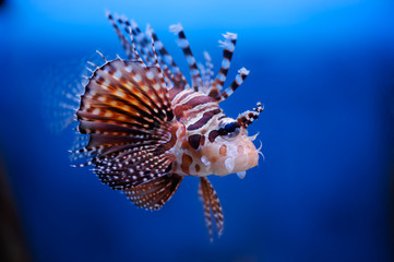 Fototapeta na wymiar Lionfish