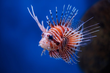 Lionfish