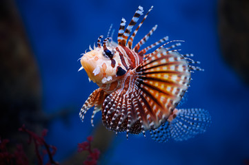 Lionfish
