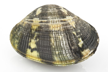 Vongole Macro 07 02 10