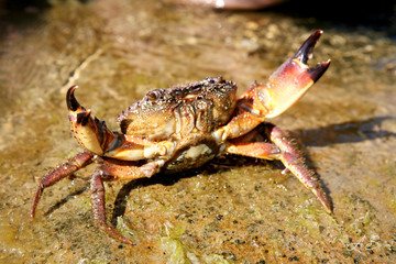 attacking crab