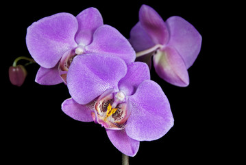 Fototapeta na wymiar Orchid Pink