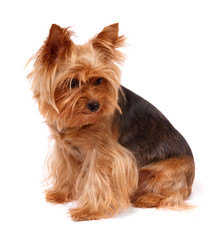 The Yorkshire Terrier isolated on the white background
