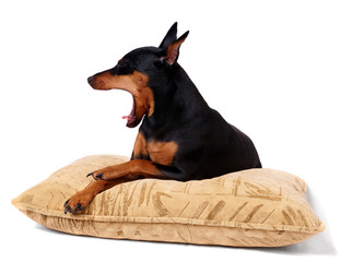 Yawning dog lying on the pillow