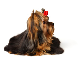 The Yorkshire Terrier isolated on the white background