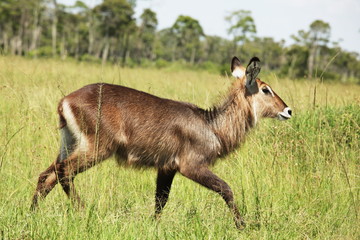 Waterbuck