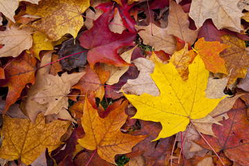 Autumn leaves