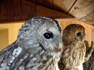 Two owls