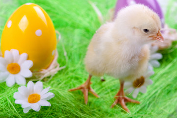 Easter Chick and Eggs