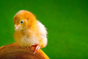 Chick sitting on basket