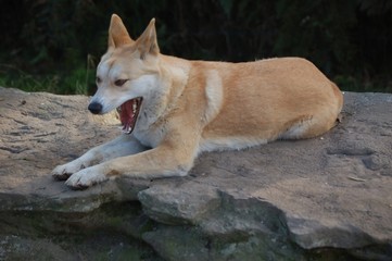 Dingo On A Rock With An Open Mouth Resting