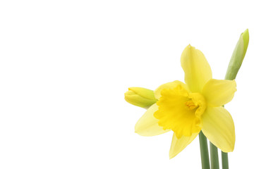 Fototapeta na wymiar Daffodil flower and buds