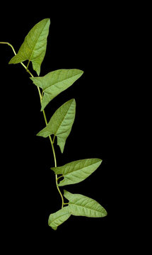 Bindweed Isolated On Black Background