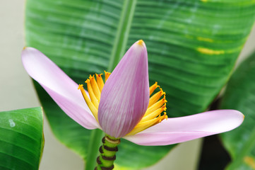 Pink banana flower