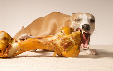Schlanker Hund mit Riesenknochen