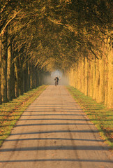 Cyclist in a sunny lane of trees