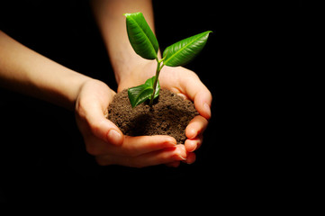 plant