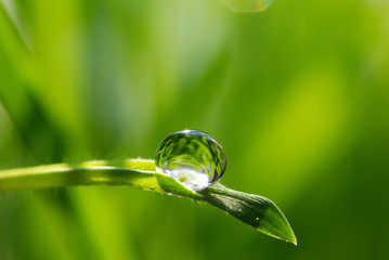 drop on grass